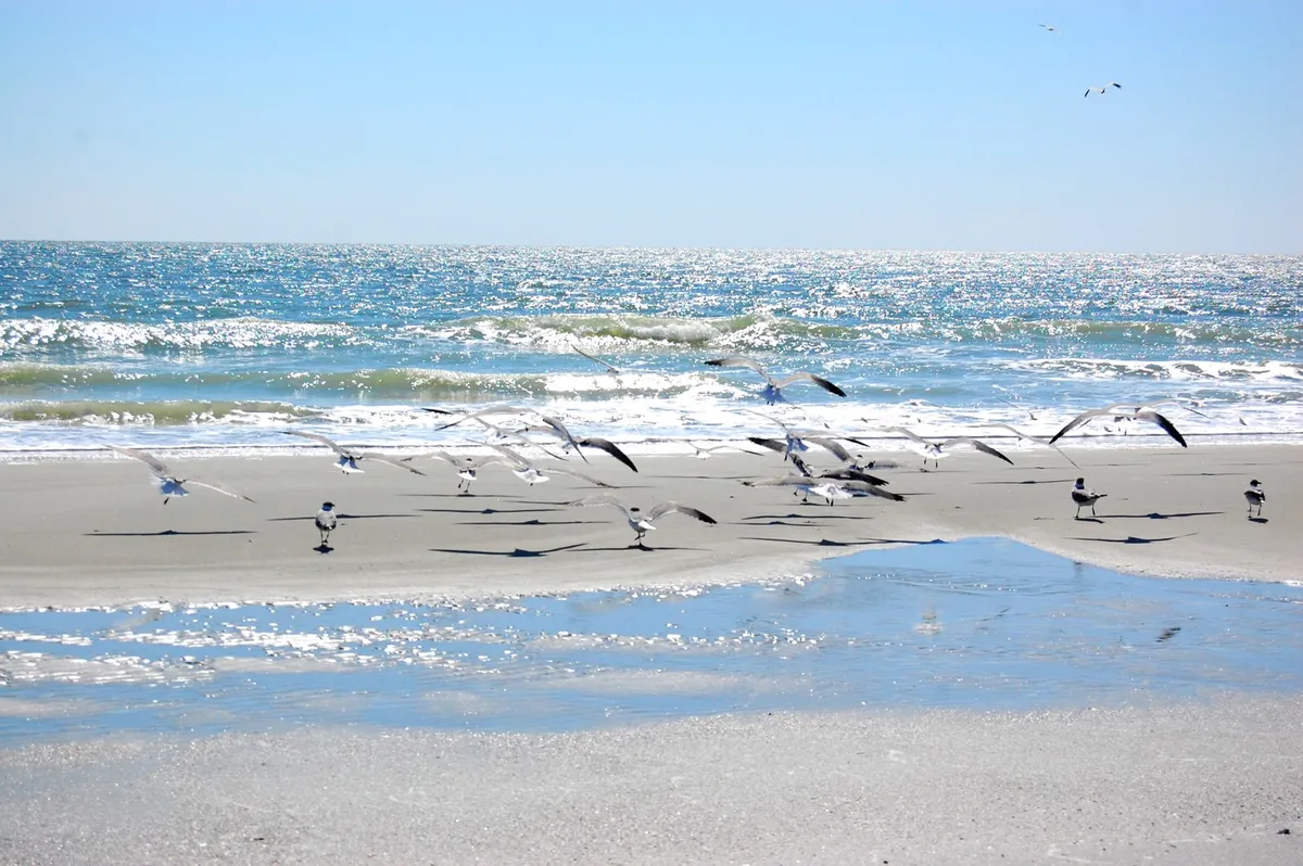 A tranquil view of the shoreline as gentle waves roll in, with seagulls flying low over the water and soft reflections shimmering on the wet sand. The sky glows with a hint of sunrise, creating a peaceful, romantic coastal scene perfect for morning walks or simply soaking in the beauty of Myrtle Beach.